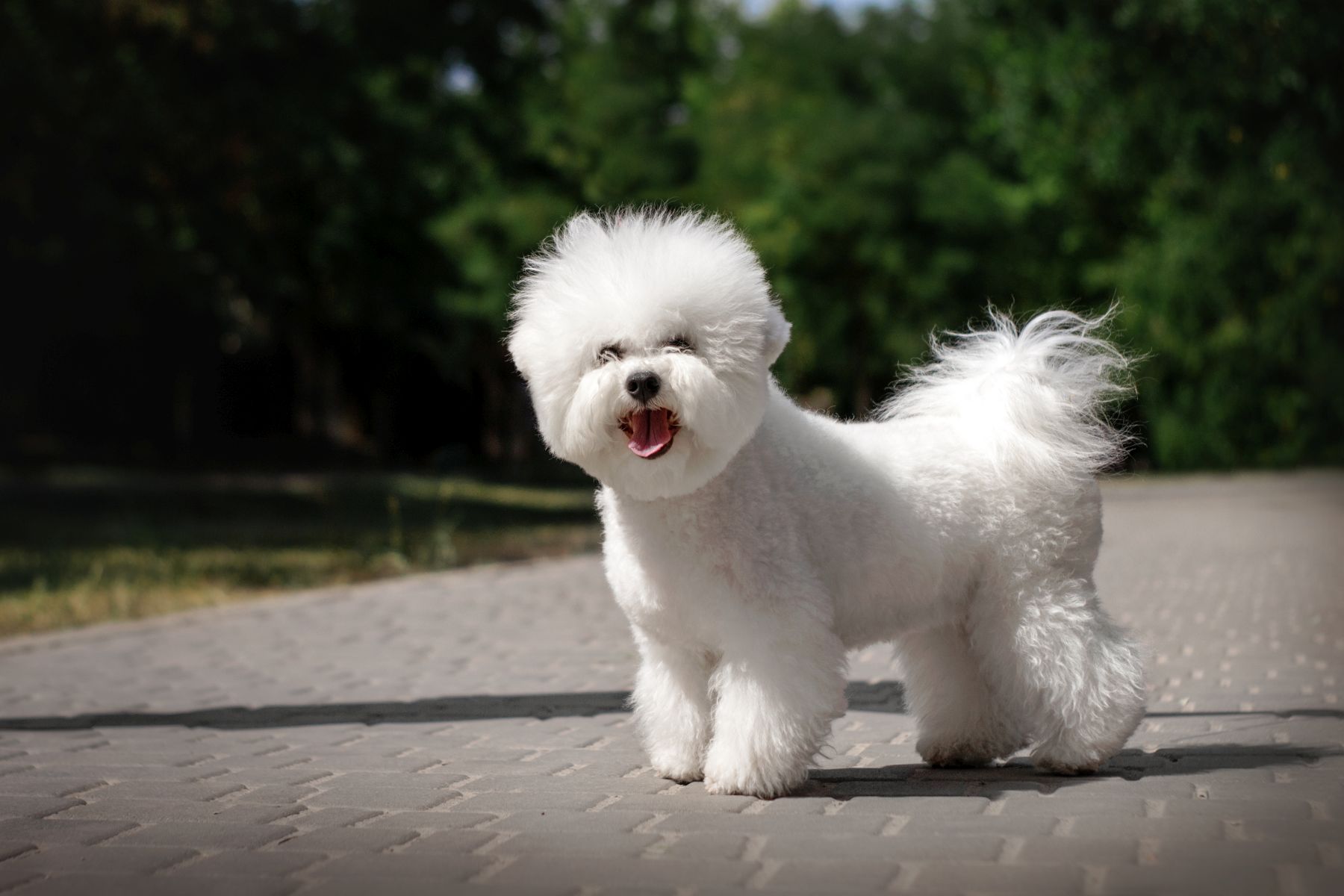 Bichon frisé : race de chien hypoallergénique