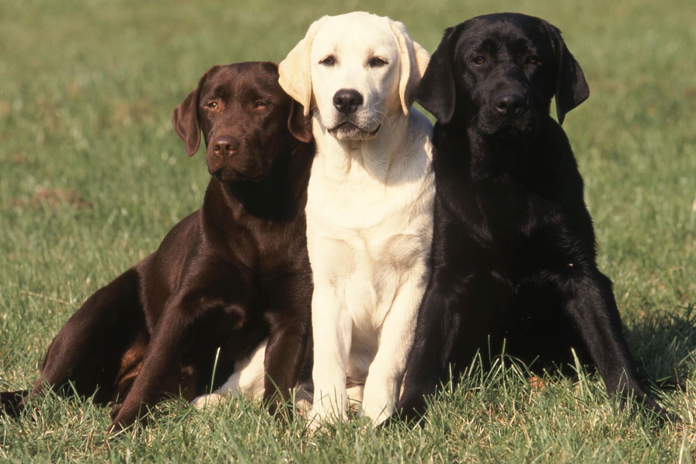 Labrador Retriever : race de chien hypoallergénique