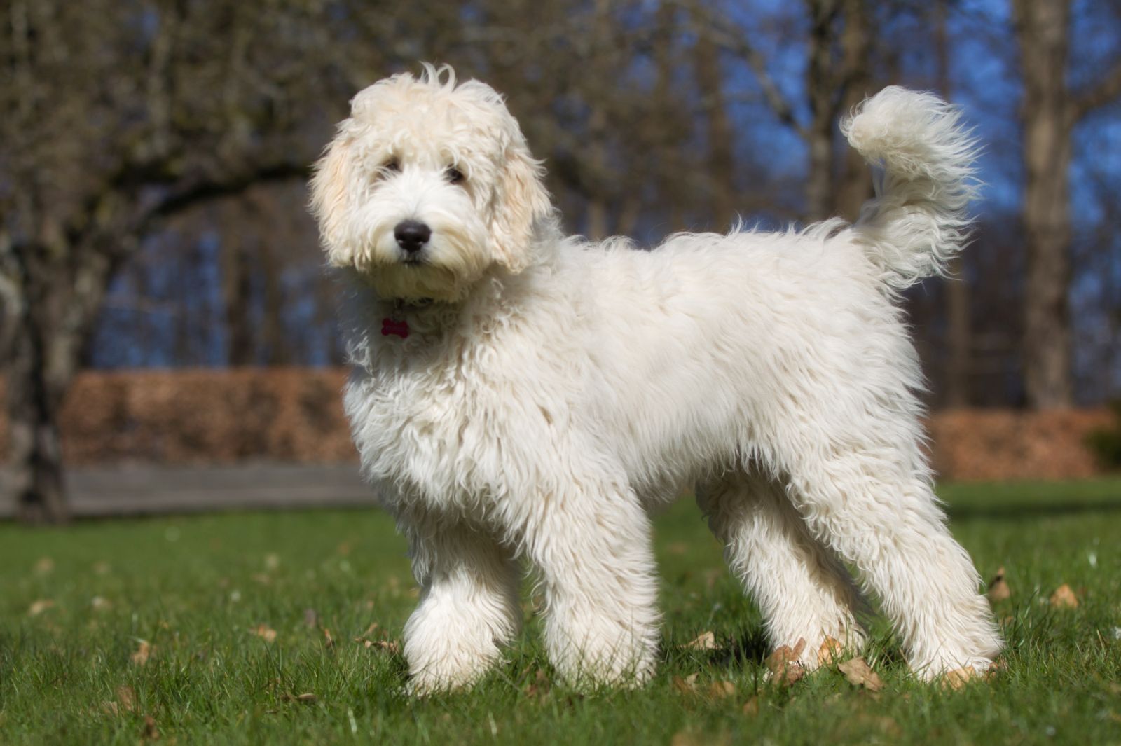 Labradoodle : race de chien hypoallergénique