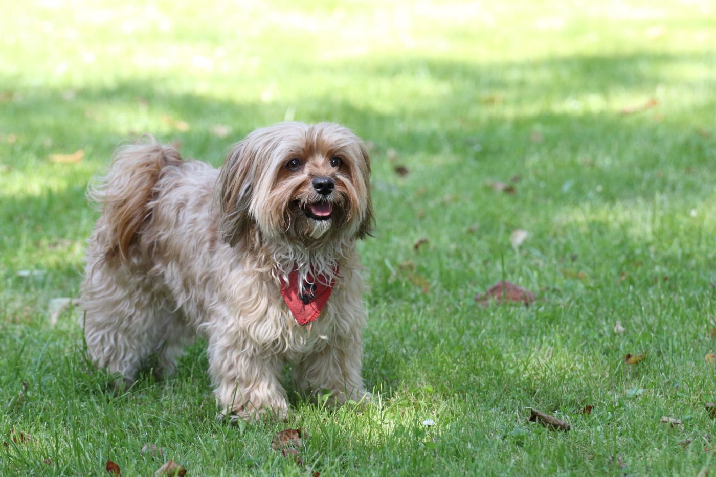 Bichon havanais : race de chien hypoallergénique