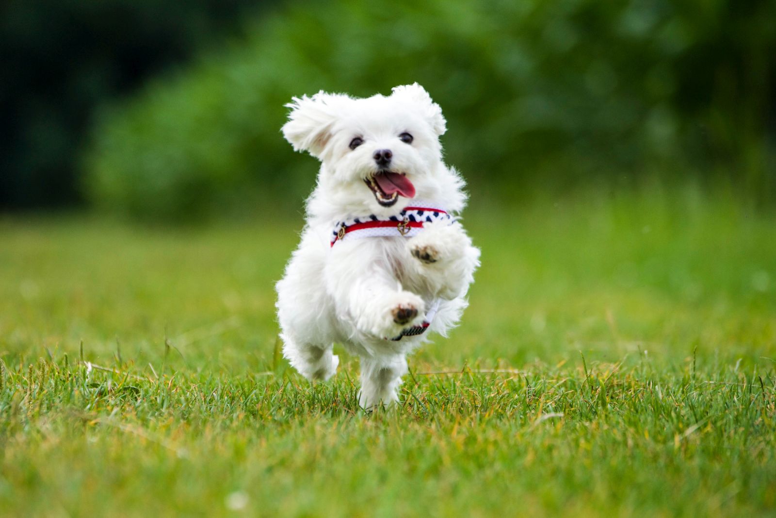 Bichon maltais : race de chien hypoallergénique