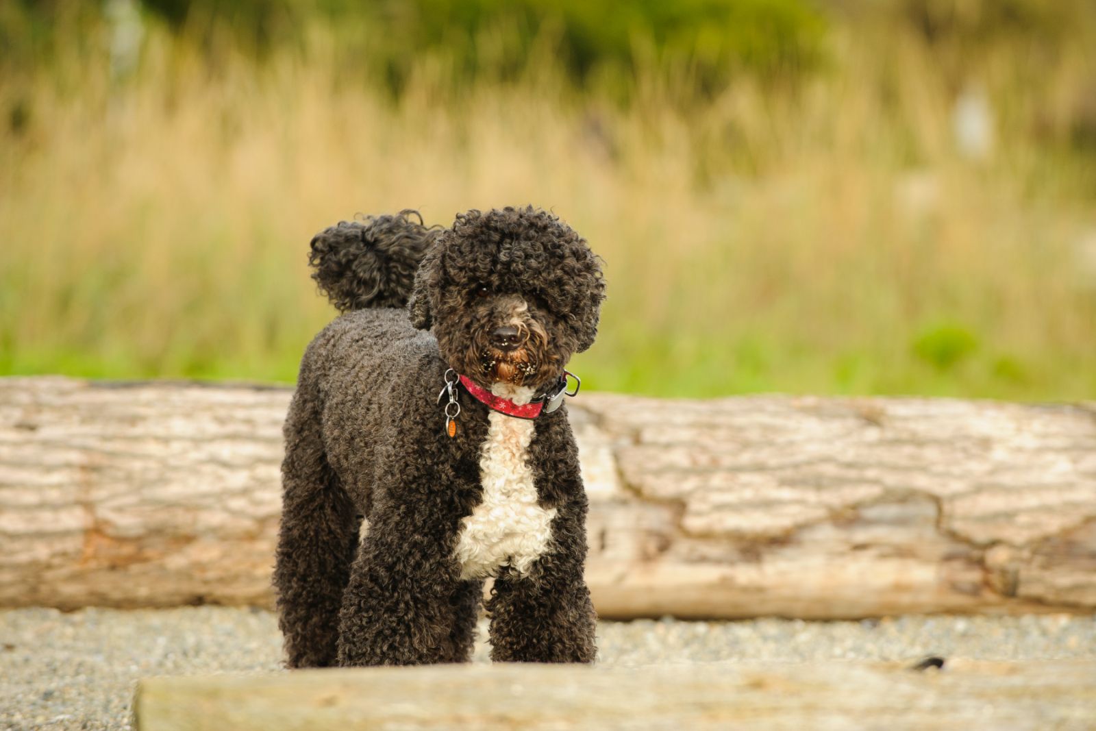 Chien d'eau portugais : race de chien hypoallergénique