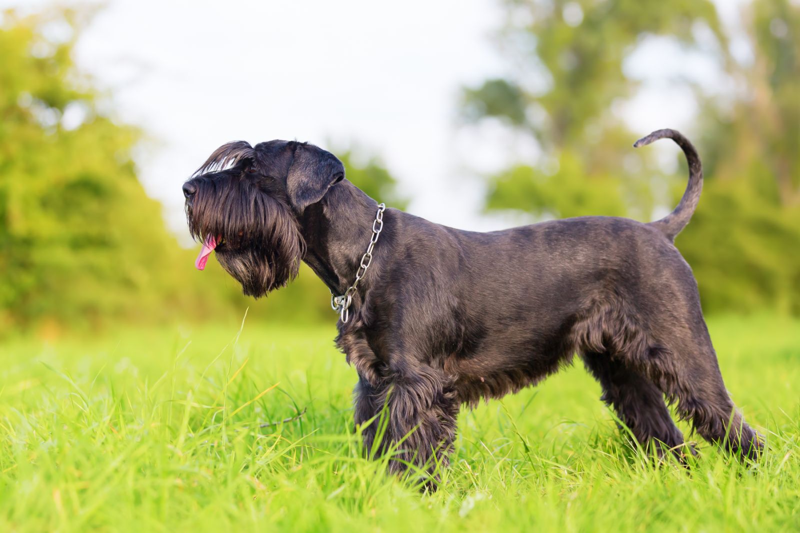 Schnauzer : race de chien hypoallergénique