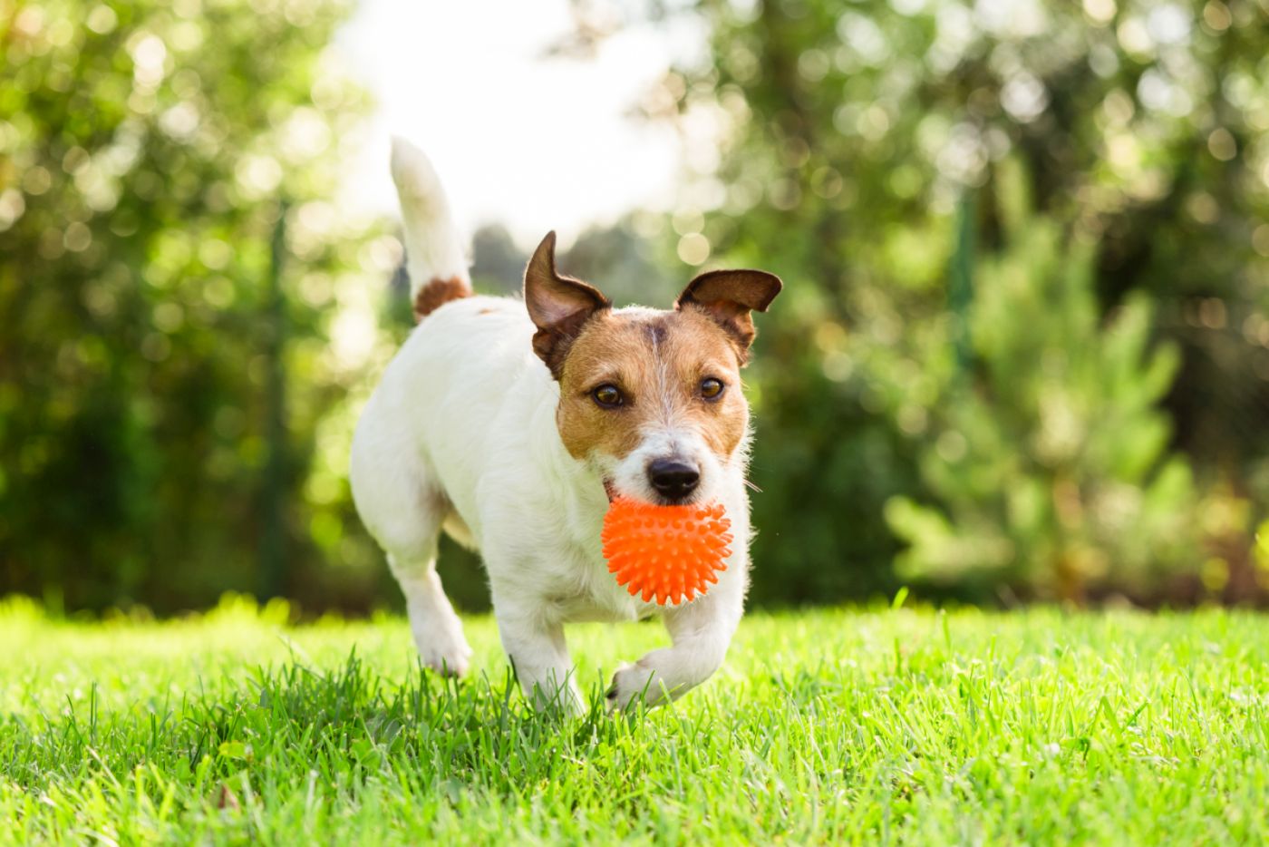 Votre chien mange des crottes pendant la promenade : les solutions