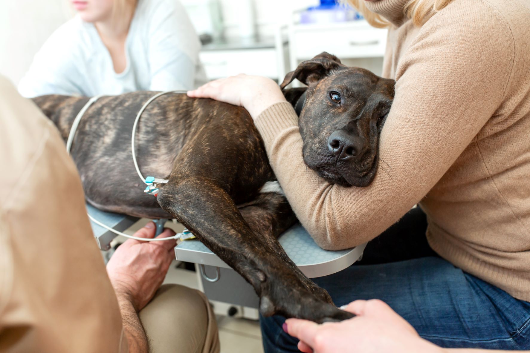 Ce chien passe des examens pour diagnostiquer une insuffisance cardiaque