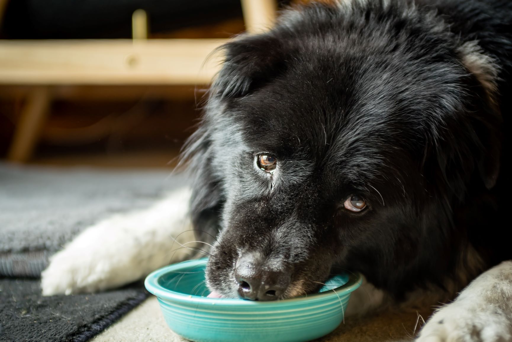 Alzheimer est aussi une maladie du chien