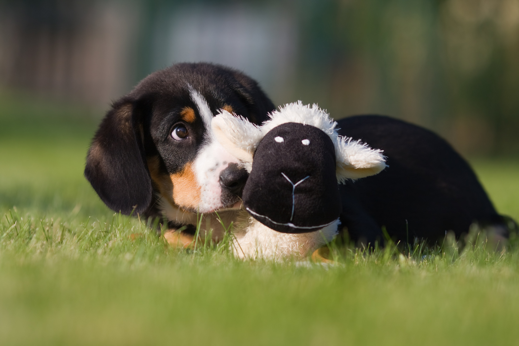 Un chiot Bouvier de l'Entlebuch au pelage tricolore facilement reconnaissable