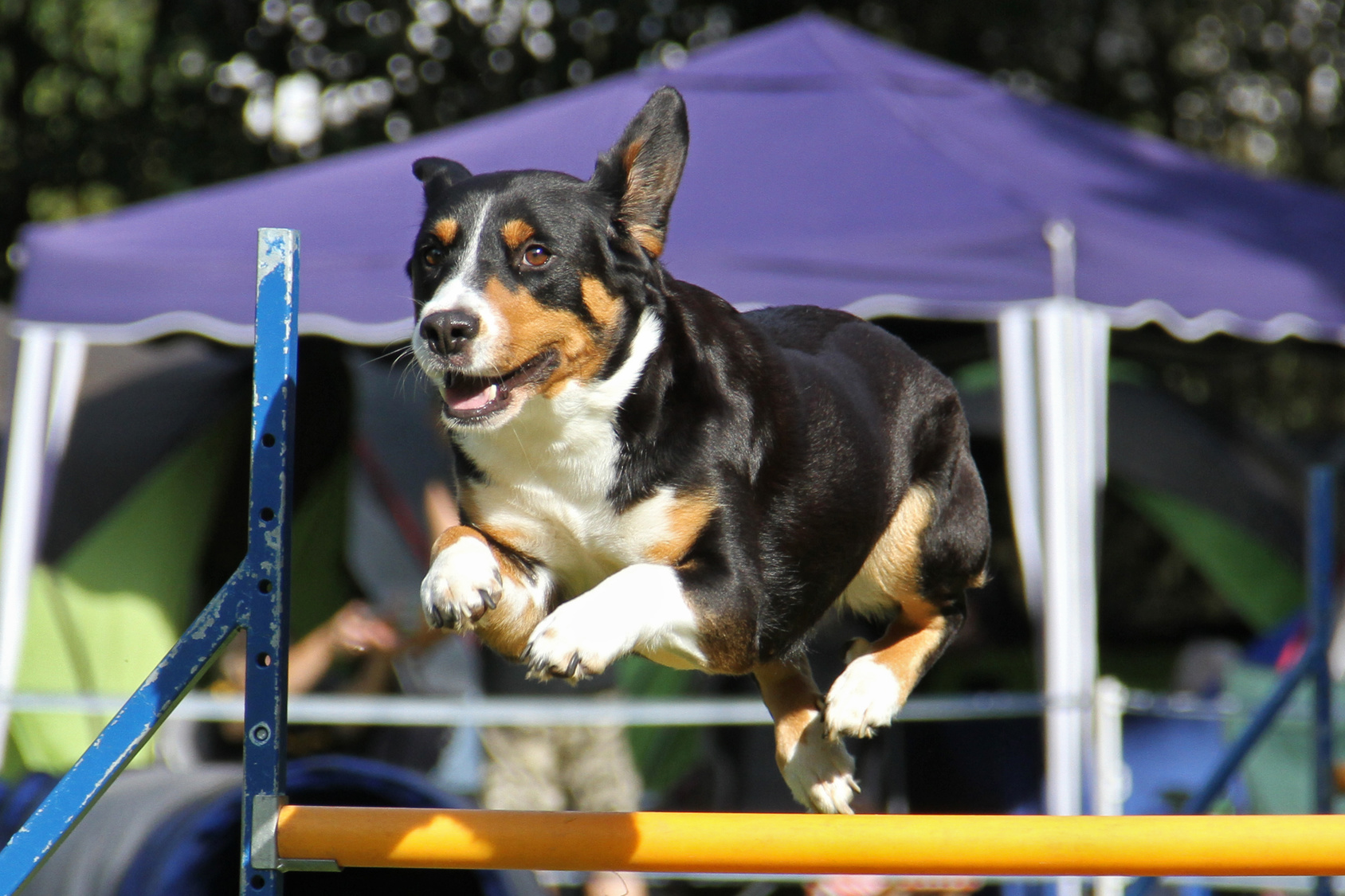 L'agility est l'activité idéale pour le Bouvier de l'Entlebuch