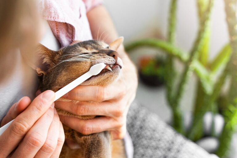Comment prendre soin de l'hygiène de votre chat
