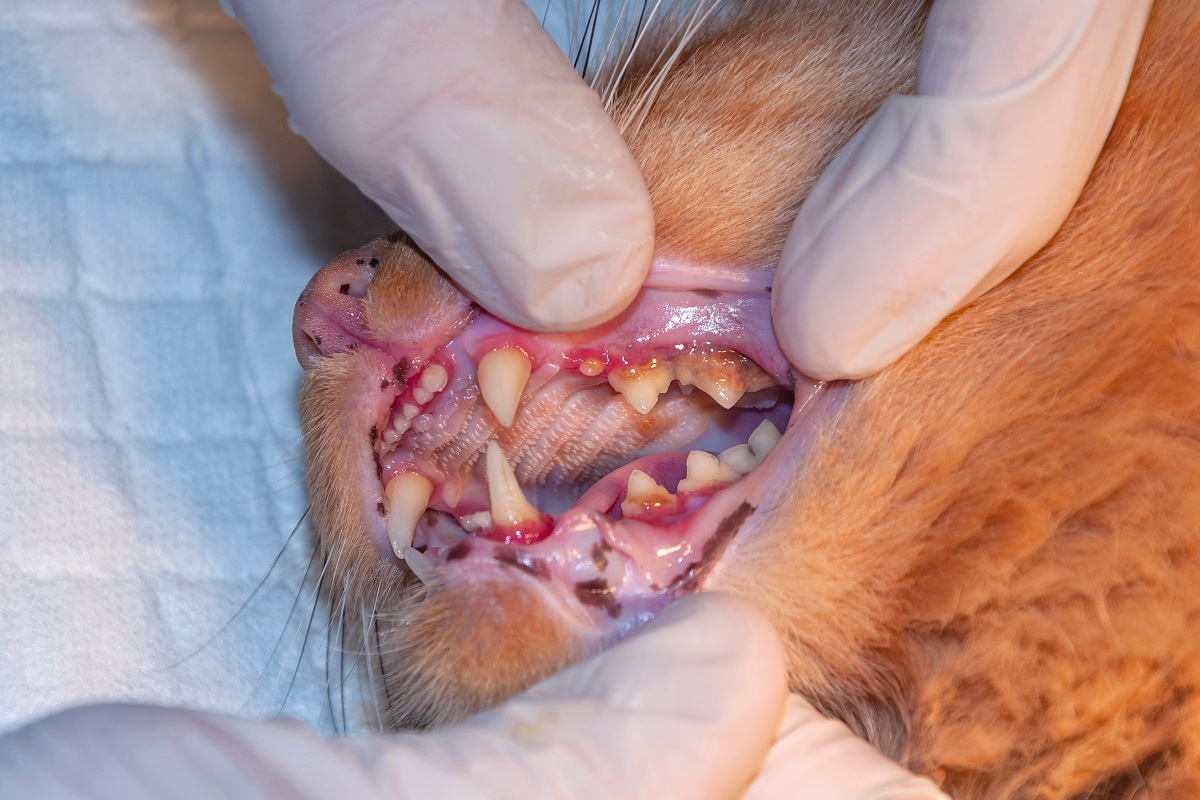 Brosser les dents de votre chat vous évite de devoir les détartrer