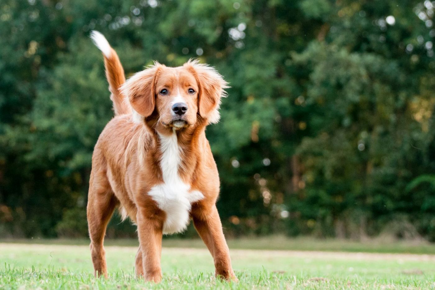 Chien ecossais roux