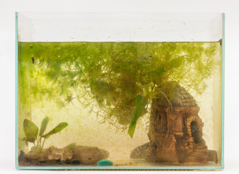 Comment nettoyer les algues dans un aquarium ? —