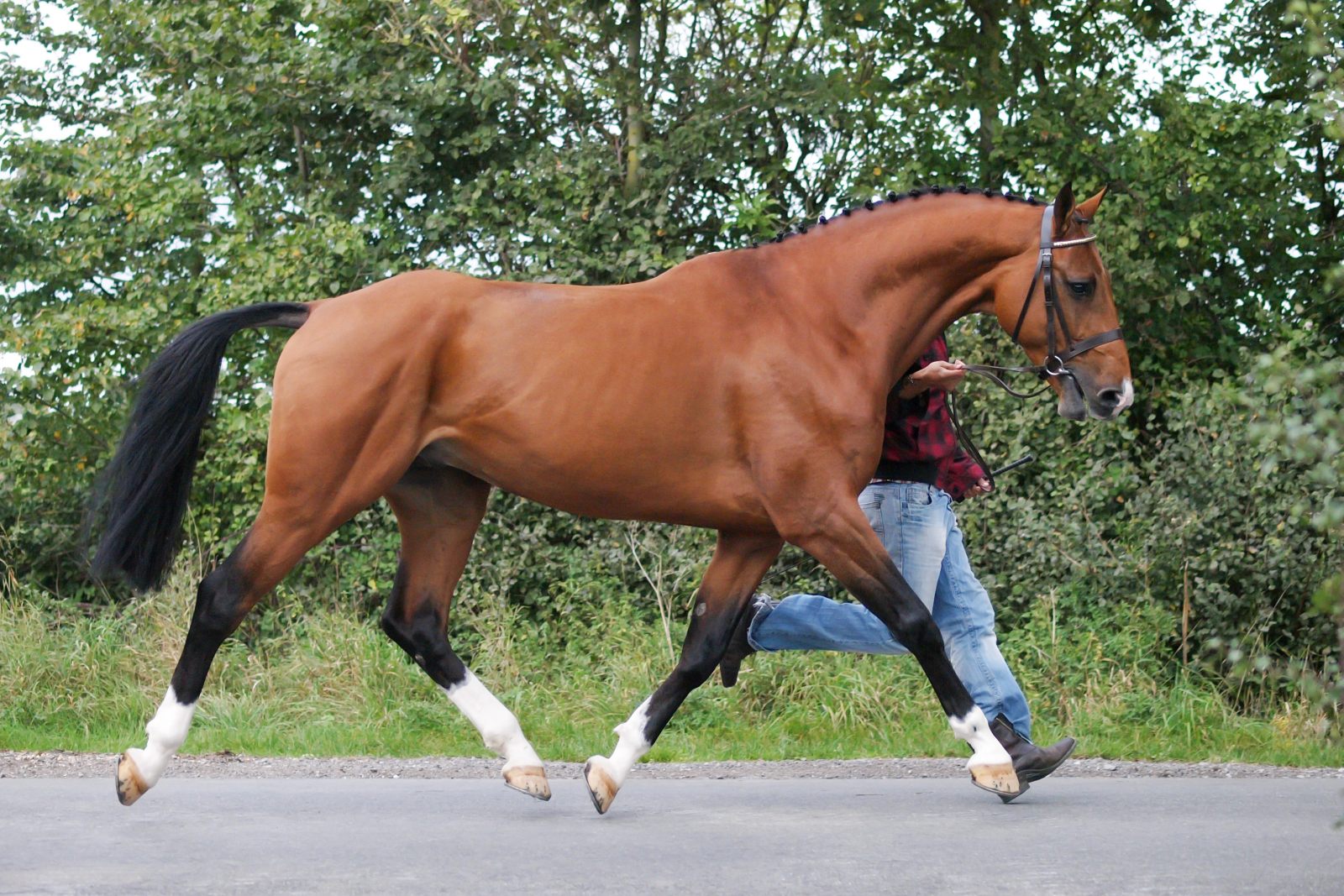 Le trot est un examen qui permet diagnostiquer l'arthrose chez le cheval