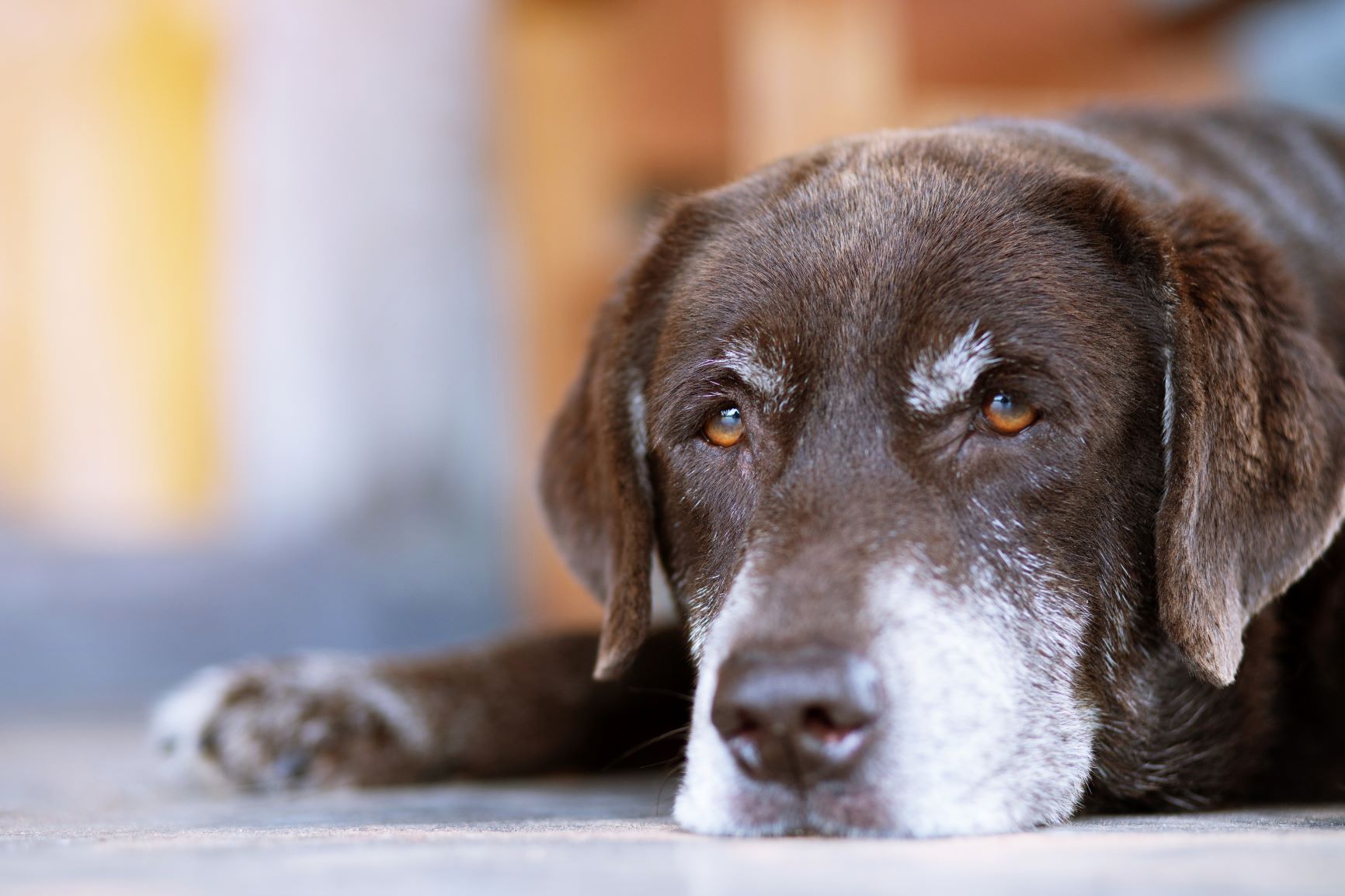 Les chiens souffrants d'hypothyroïdie sont constamment fatigués