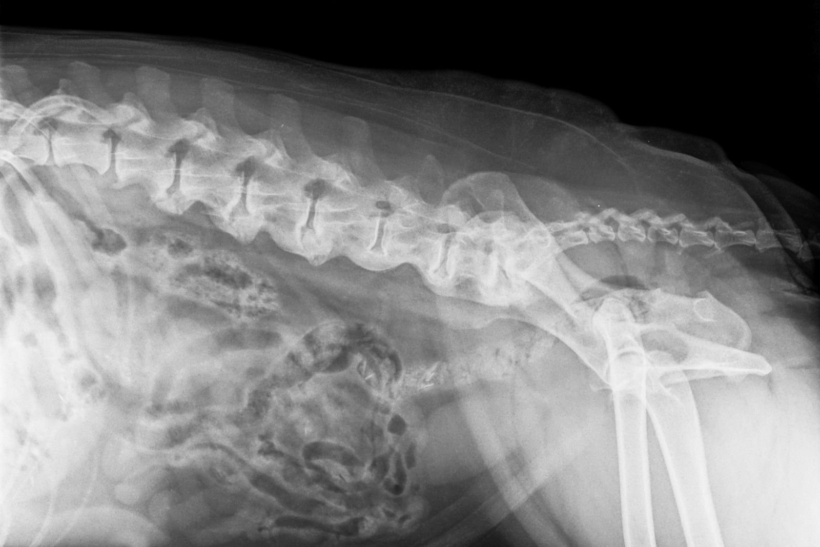 La spondylose du chien peut être mise en évidence par radio