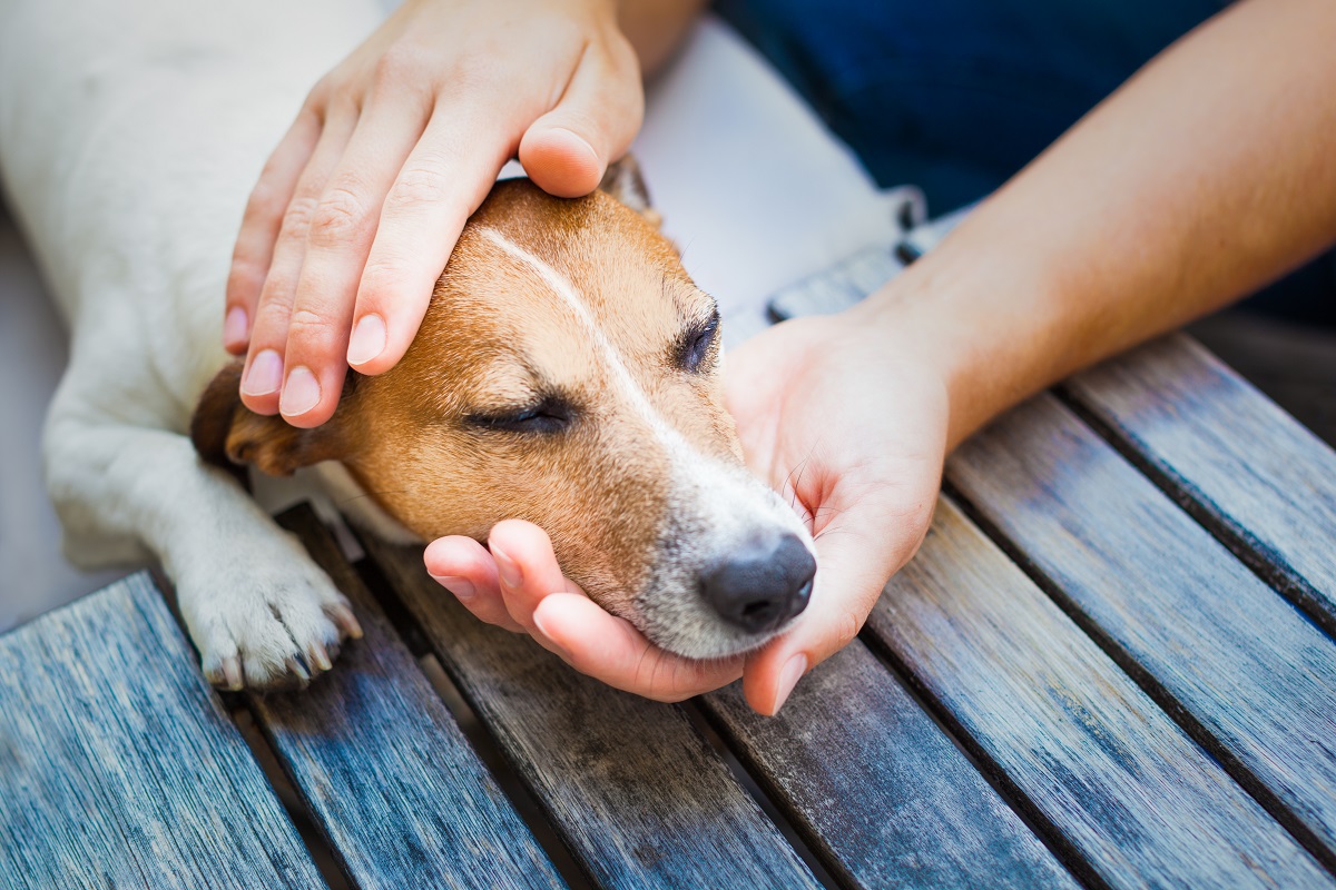 En cas d'AVC chez le chien, réagissez vite