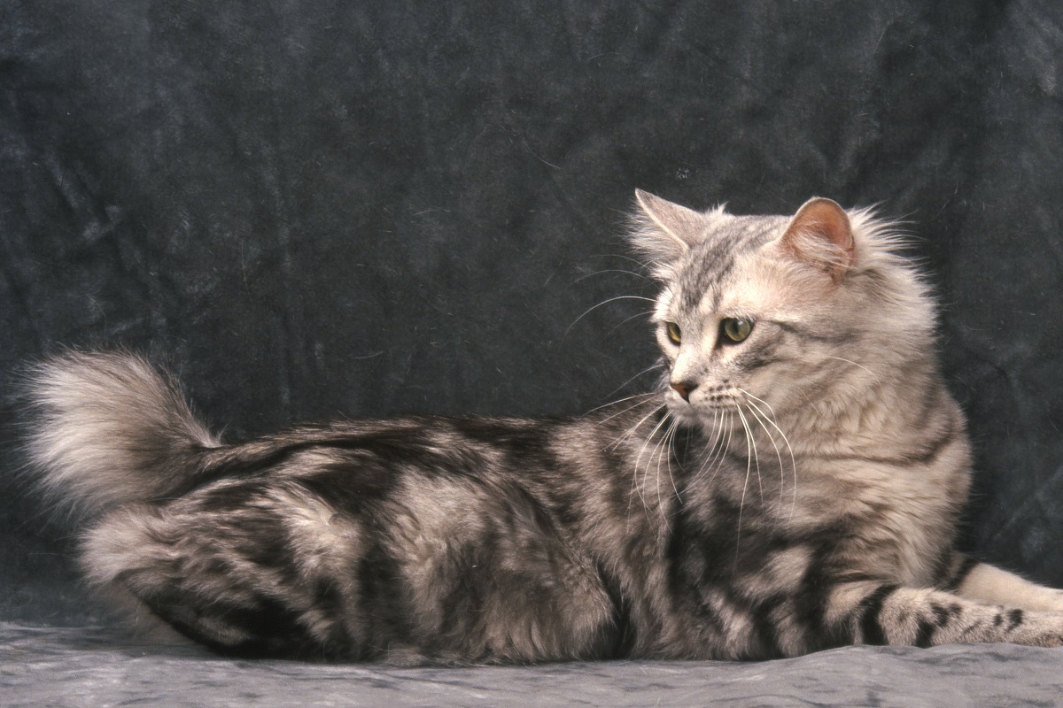 Plumeau pour chat et chaton - Plumeau Silver