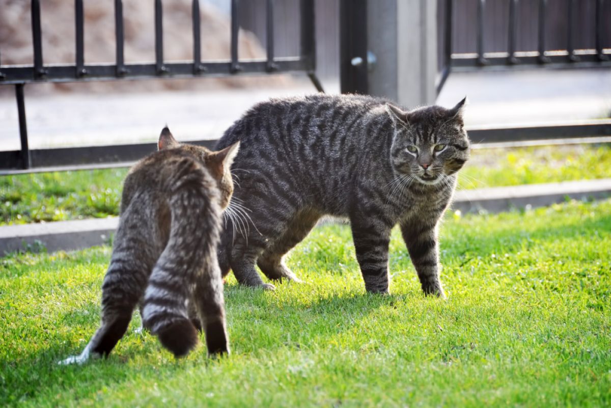 les chats jaloux peuvent se bagarrer