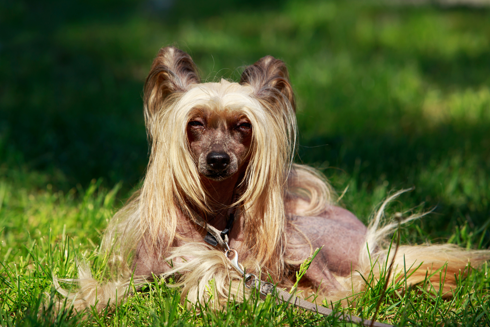 Le chien chinois à crête est particulièrement gentil