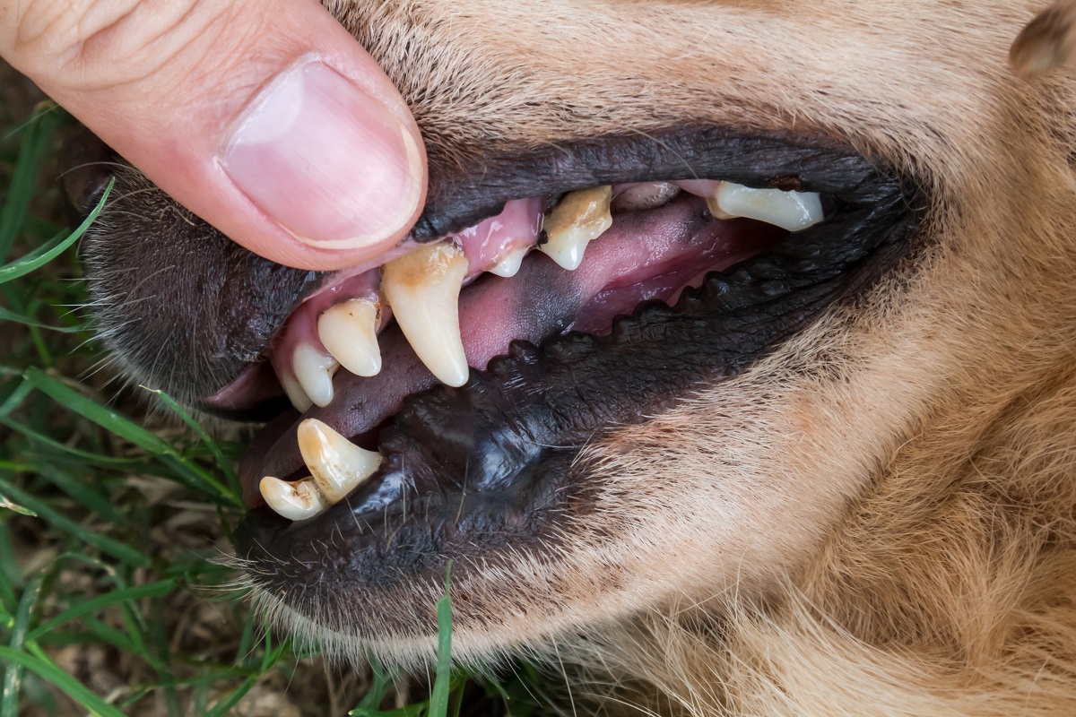 Mon chien sent mauvais de la bouche