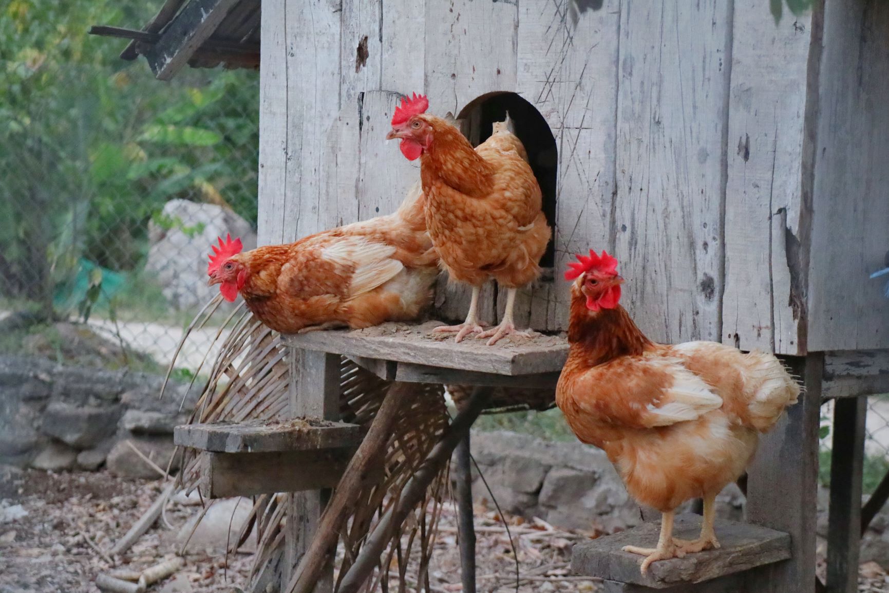 Une cage pour l'élevage de poule pondeuse