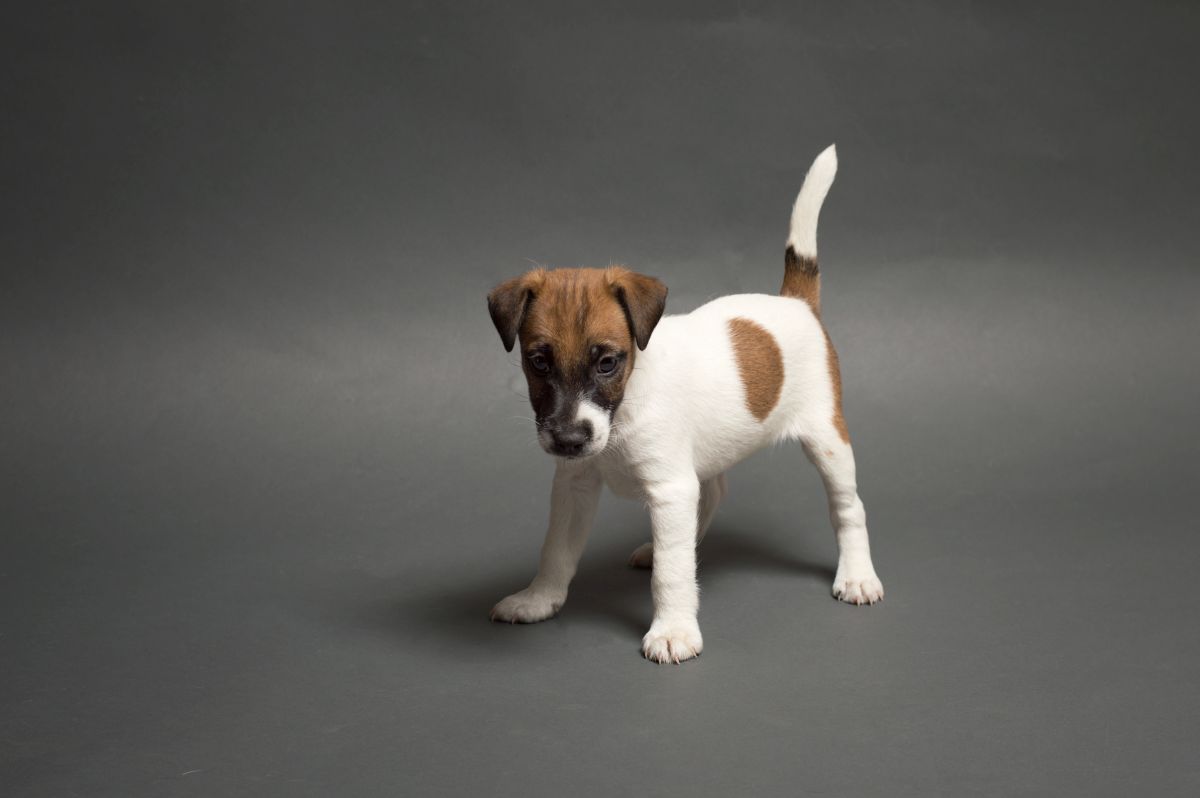 Un chiot Fox Terrier à poil lisse