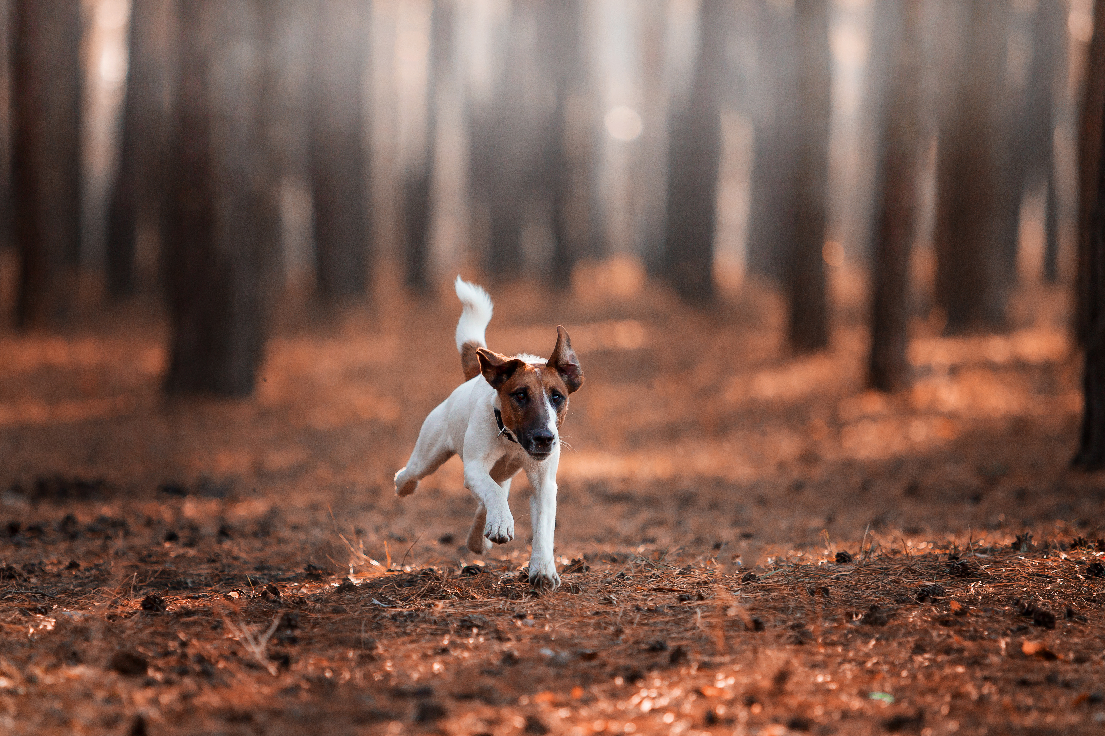 Le Fox Terrier à poil lisse a besoin de beaucoup se dépenser