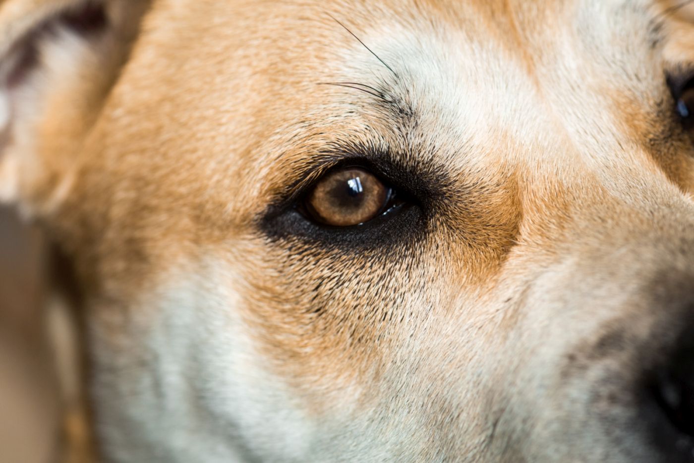 La moustache du chien n'est pas la seule à posséder des vibrisses