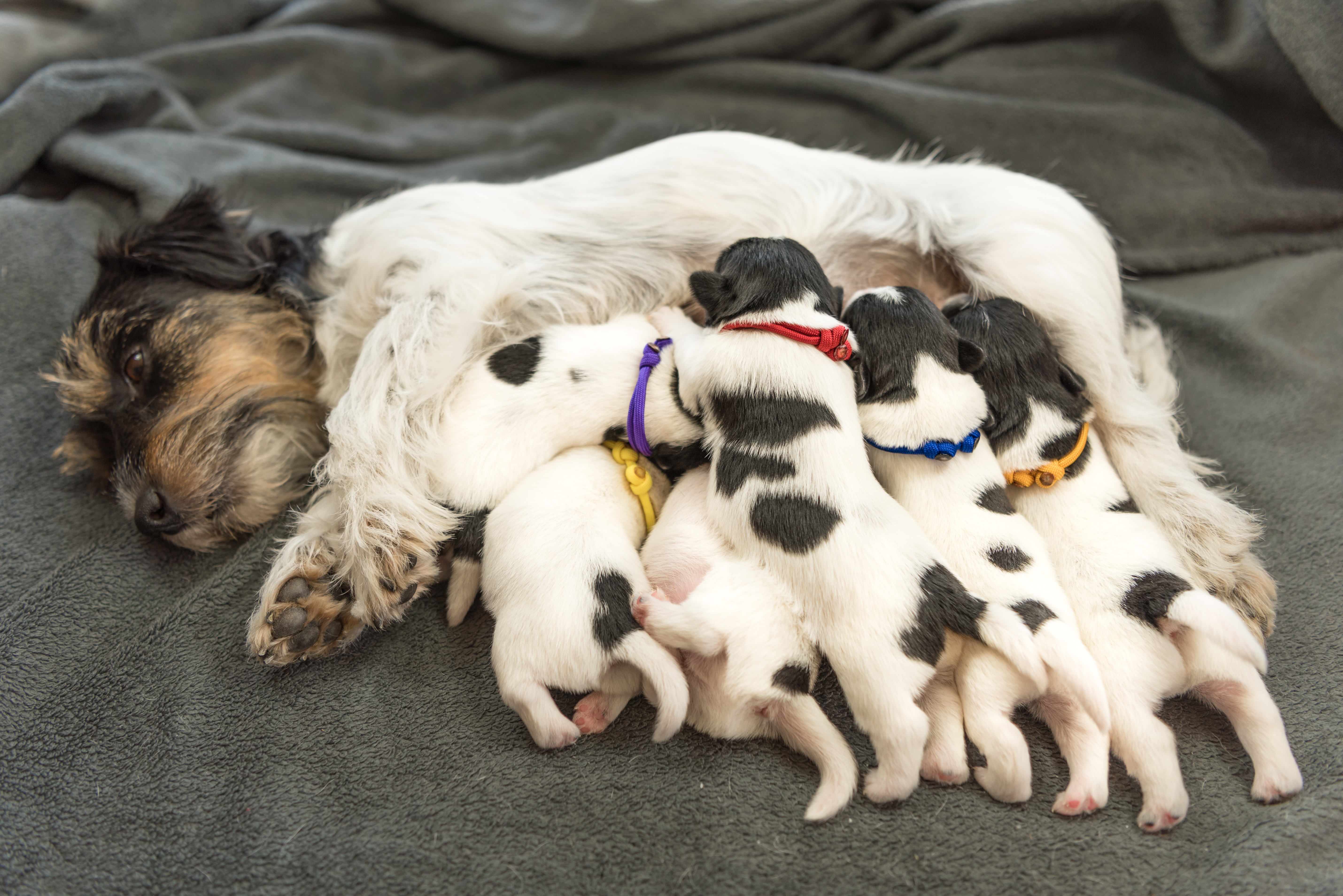 Après la naissance des chiots, la mère nourrit ses petits