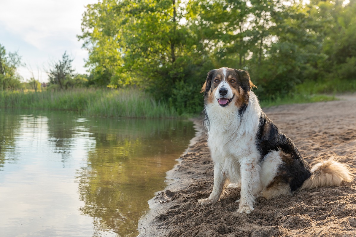 Un berger anglais au bord d'un point d'eau