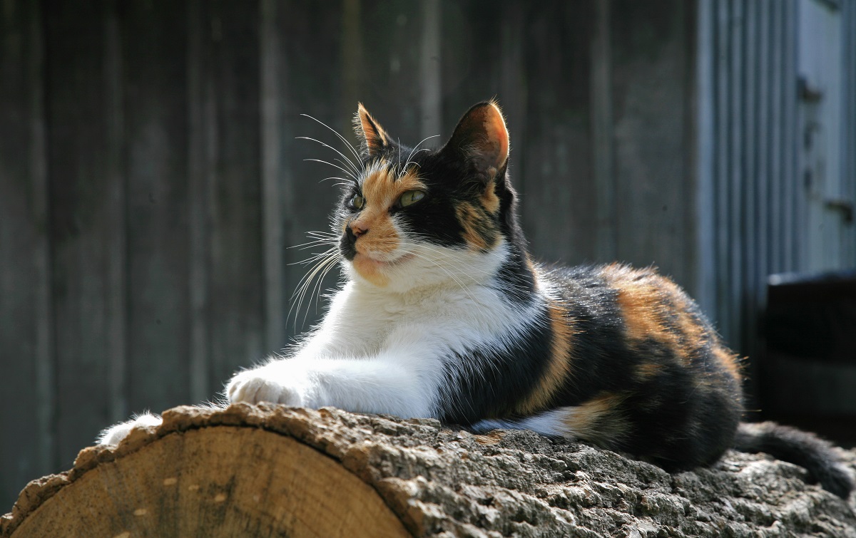 Chat tricolore à la campagne