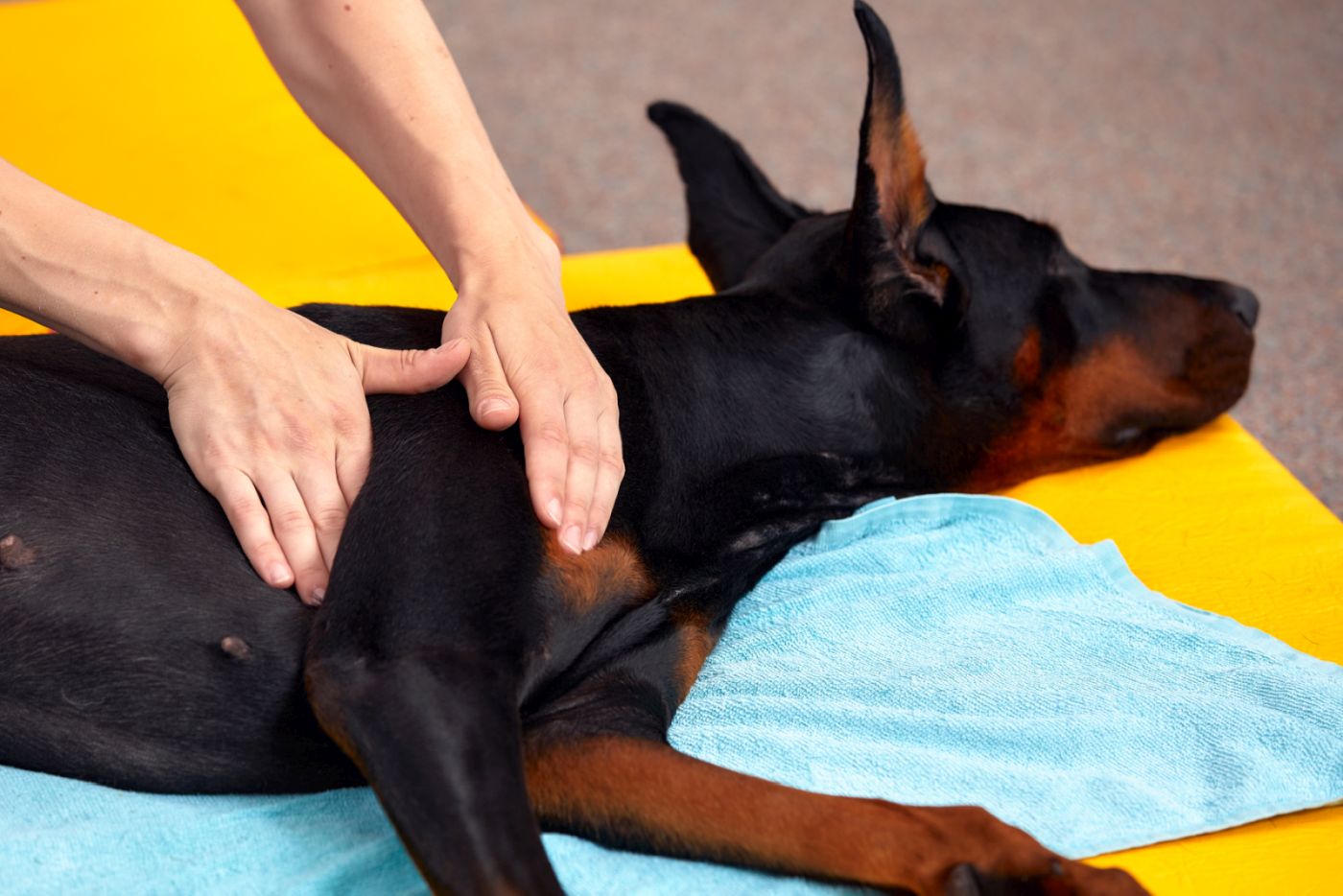 Un chien massé par l'ostéopathe