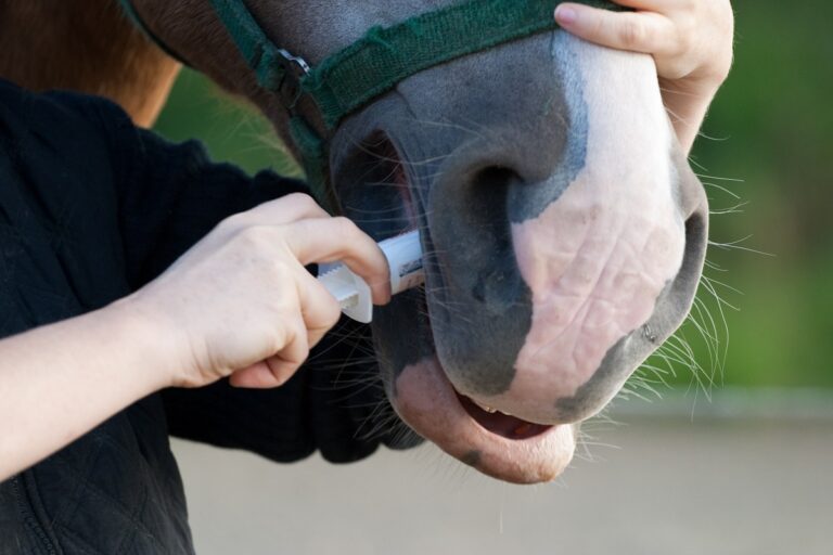 Vermifuge pour cheval complet : comment traiter son animal ?