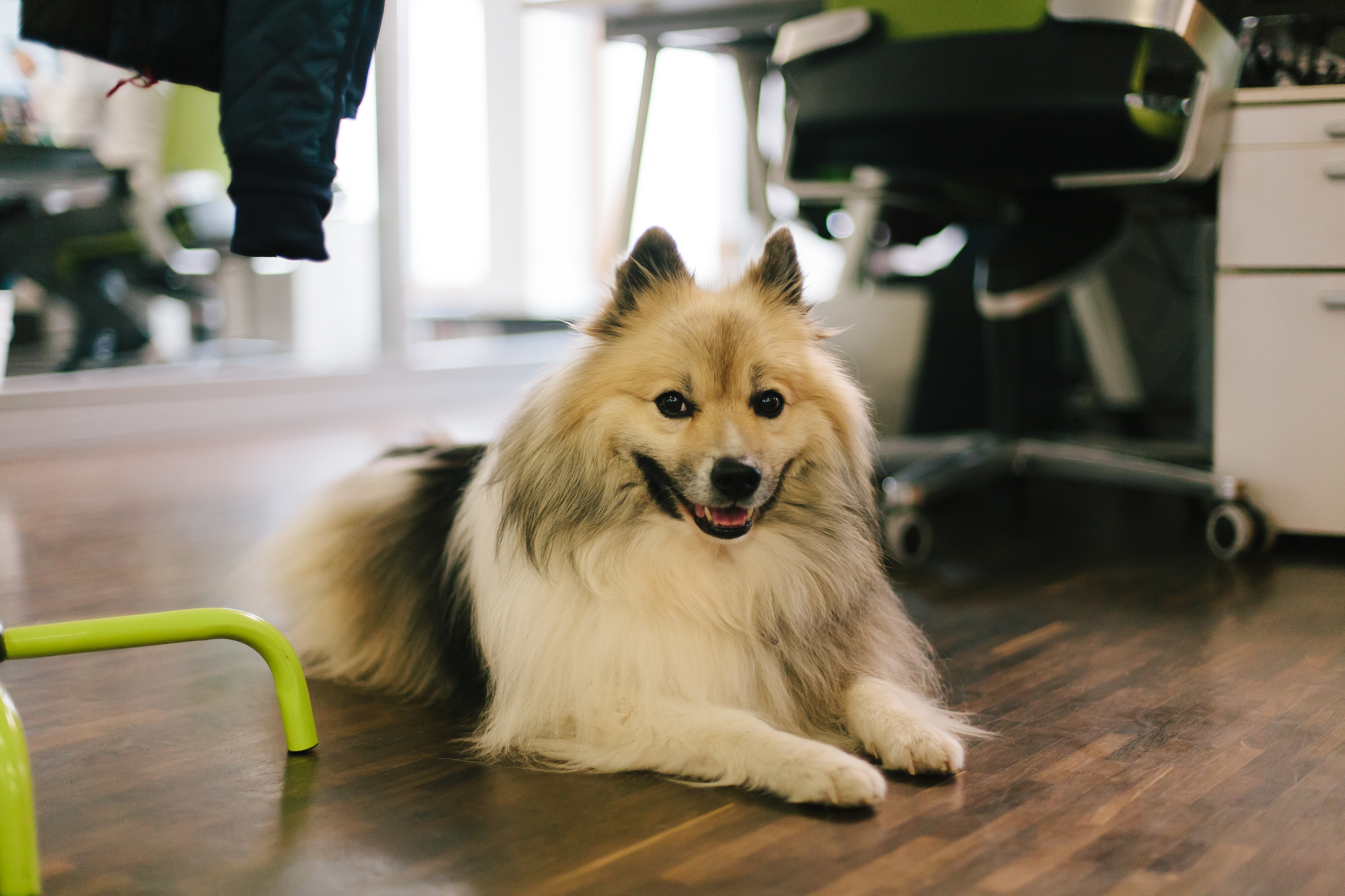 Emmener son chien au travail est une bonne idée