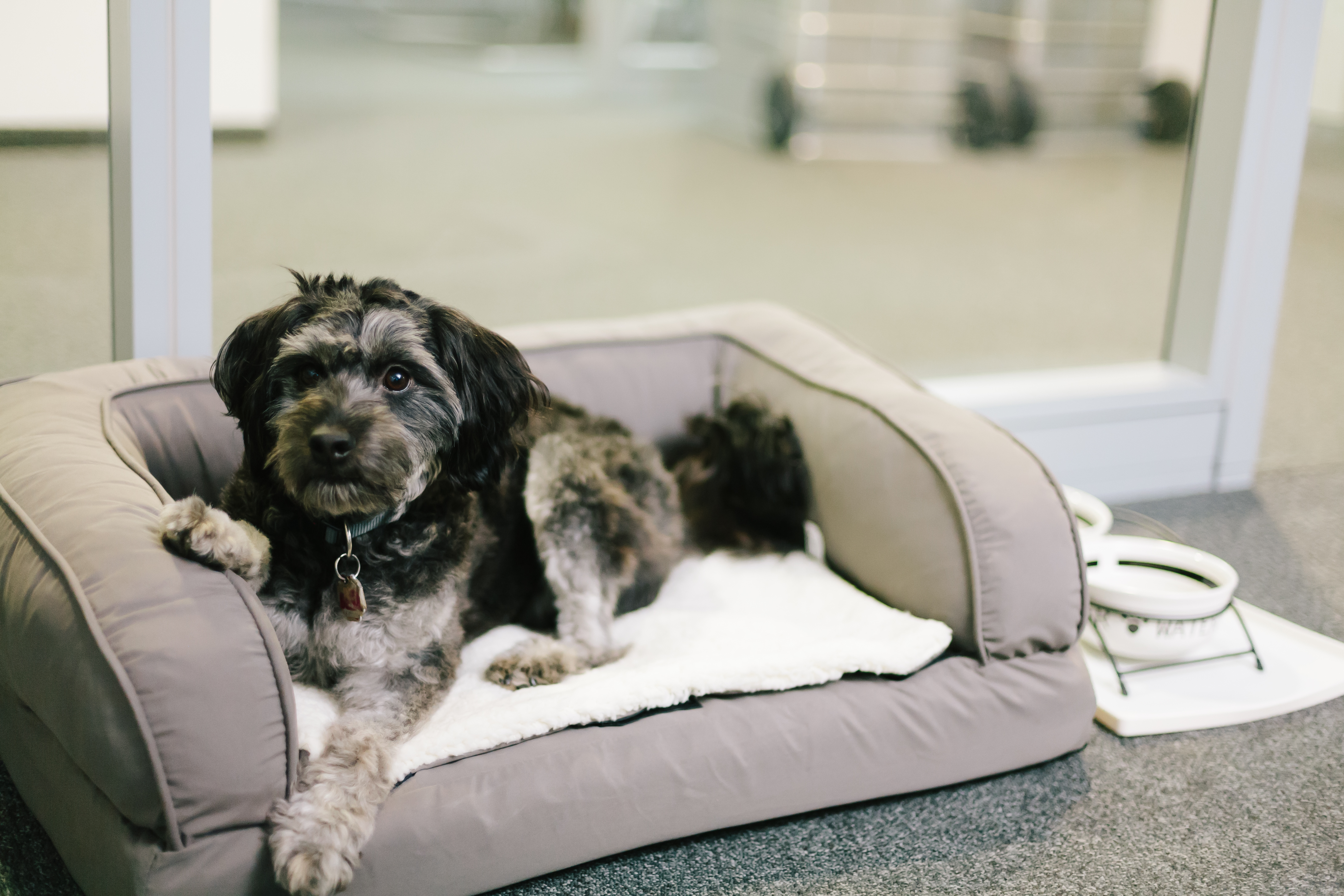 Un bon coussin est primordial pour emmener son chien au travail