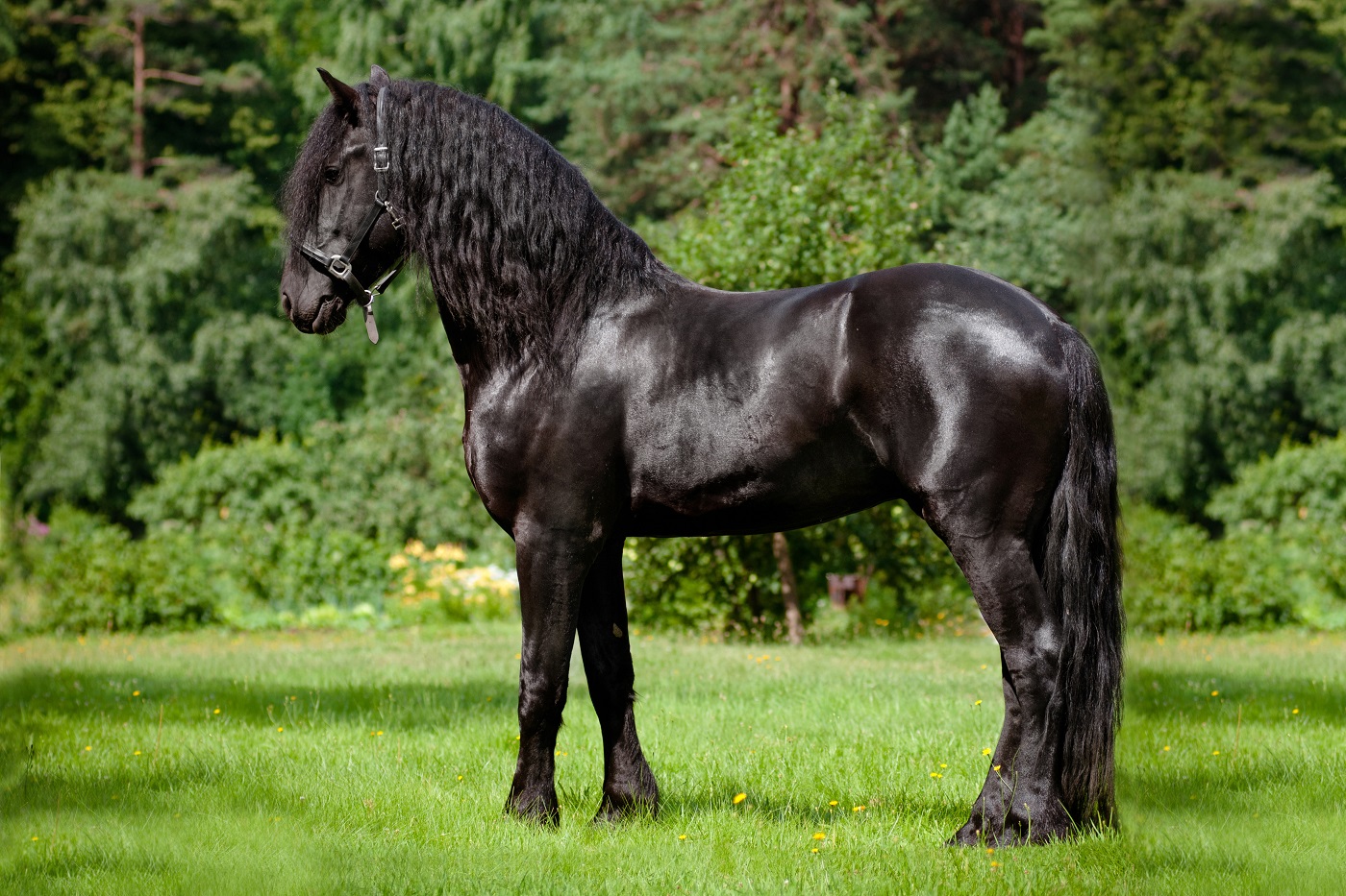 Le frison a une crinière longue et abondante