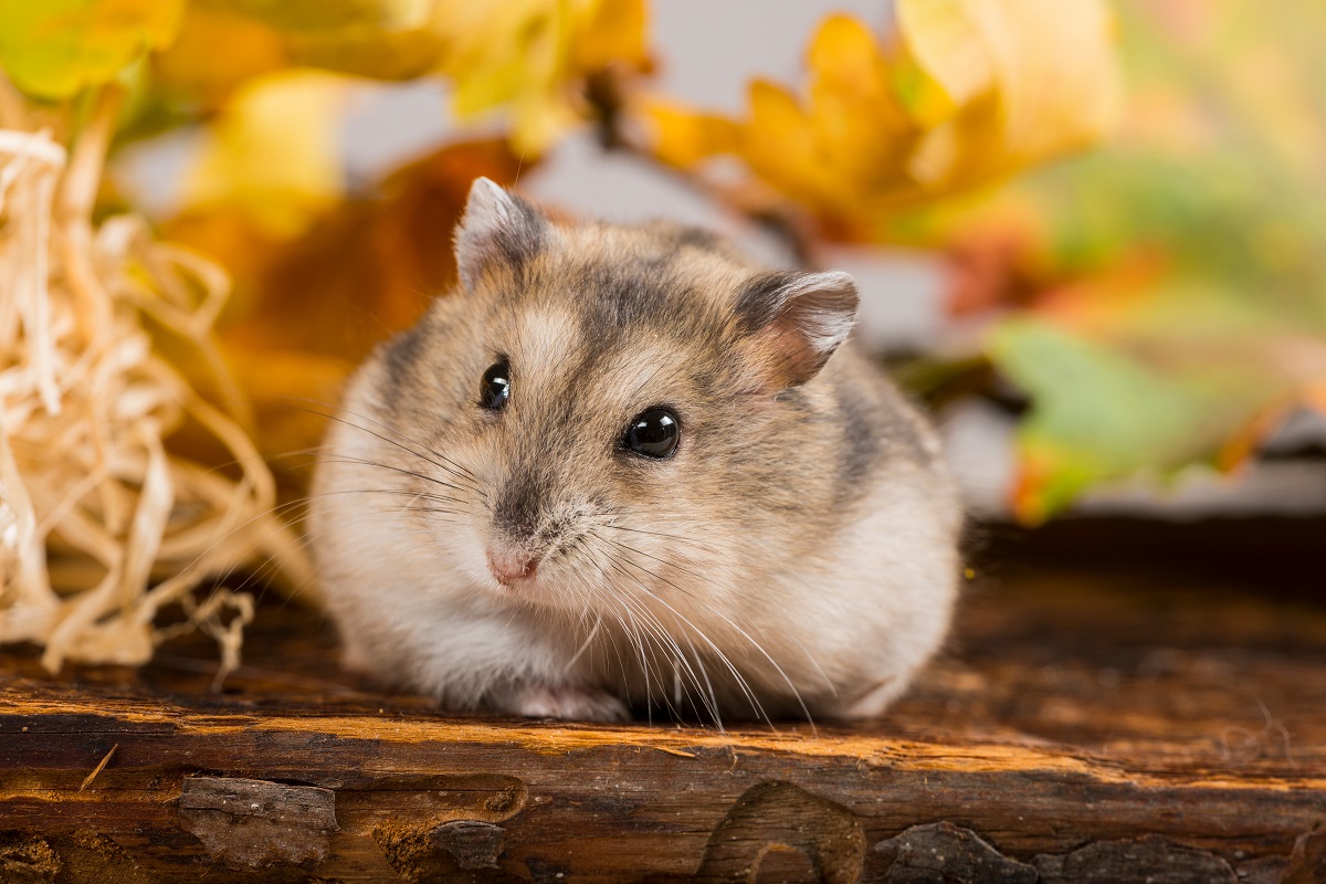 Hamster russe : physionomie, caractère, espérance de vie