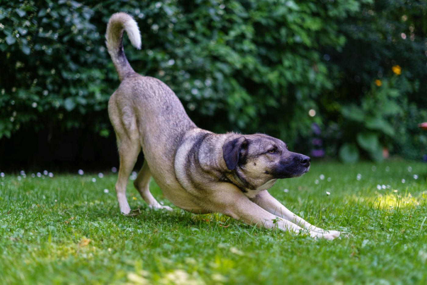 Position de la prière chez le chien : risque de péritonite