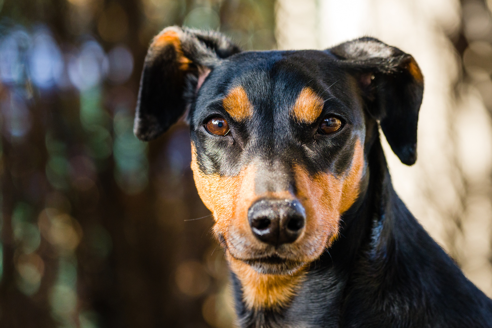 Pinscher Allemand : un chien du fond des âges