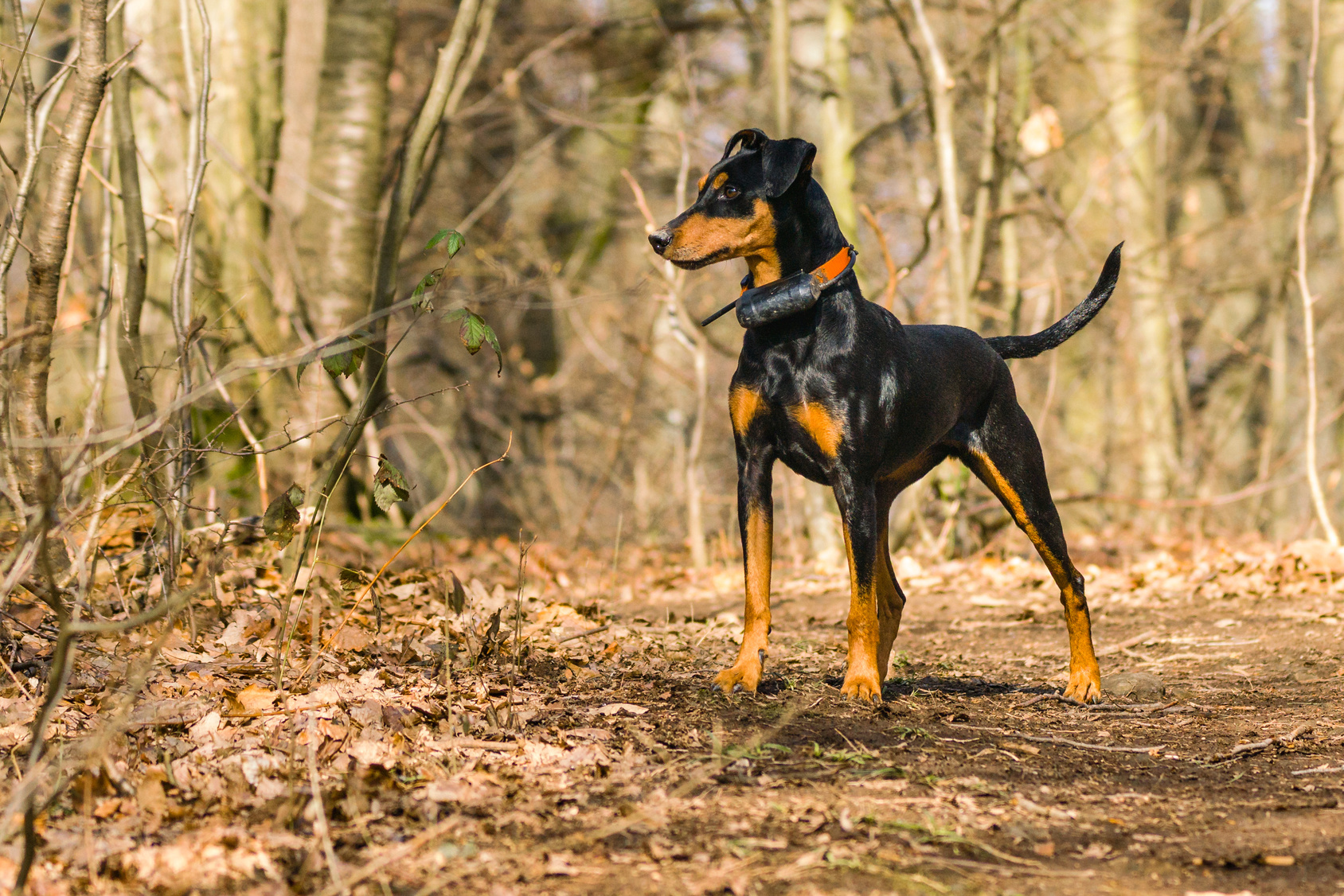 Le pinscher allemand a un caractère bien trempé