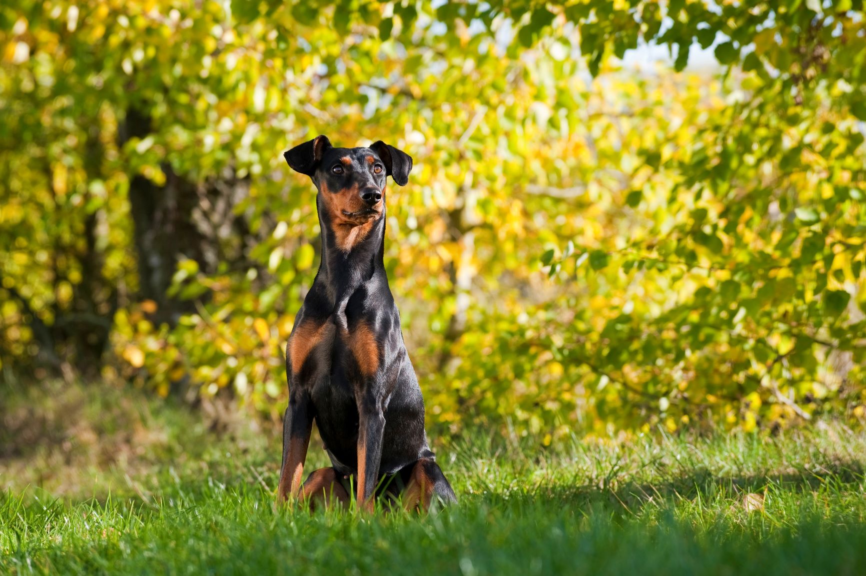 Le Pinscher Allemand a la santé solide