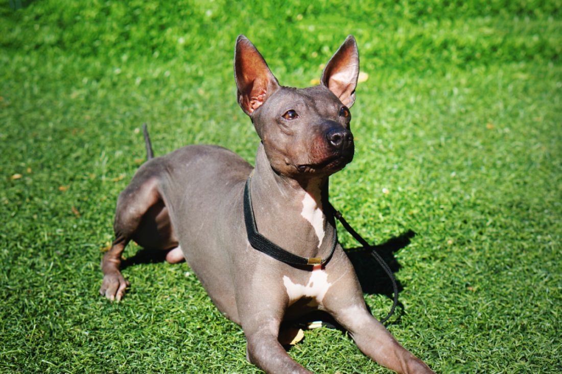 Un Terrier américain sans poils dans le jardin