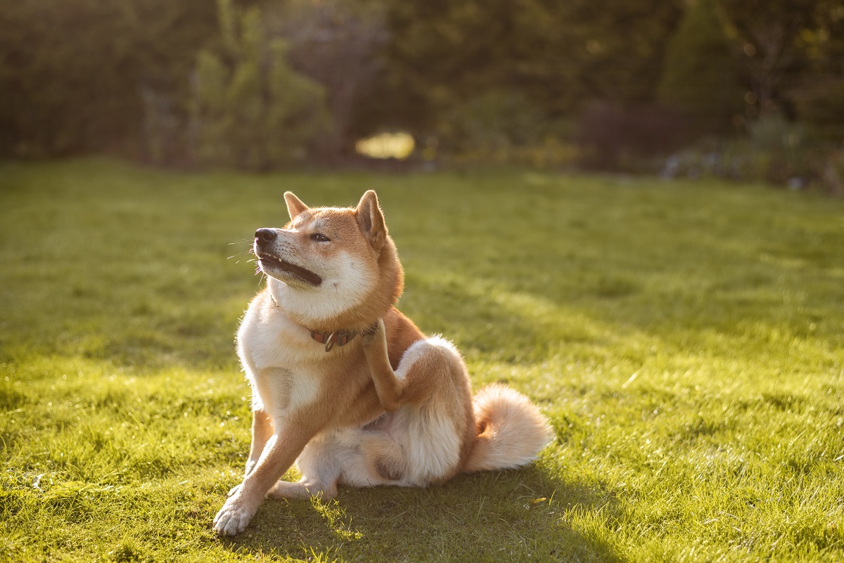 Allergie aux puces chez le chien : comment la déceler et la traiter ?