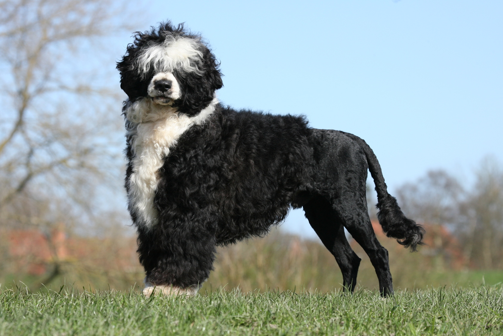 Chien deau portugais : soins, tempérament, espérance de vie