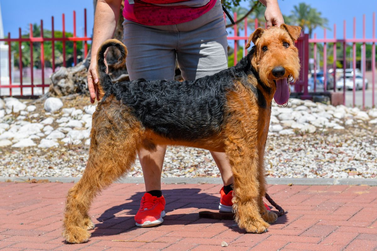 Airedale Terrier avec son propriétaire