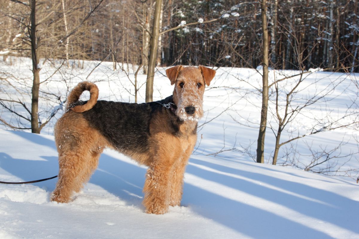 L'Airedale Terrier résiste aux basses températures grâce à son poil