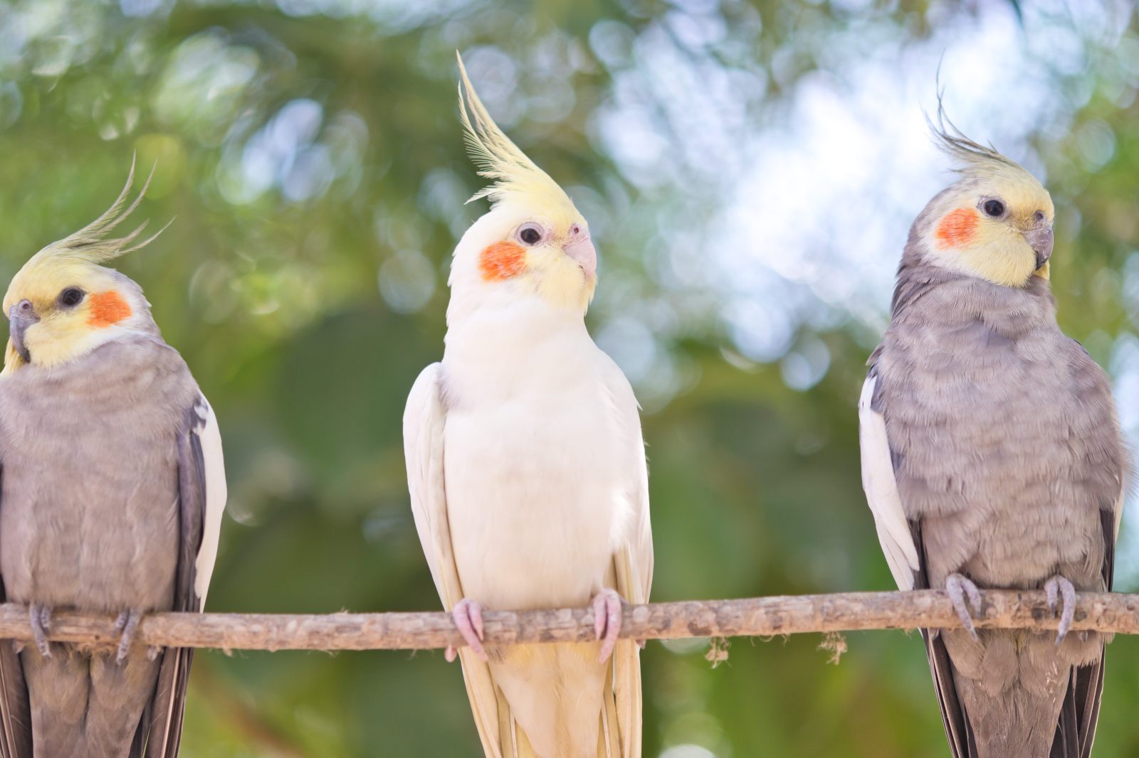 Un groupe de Calopsittes