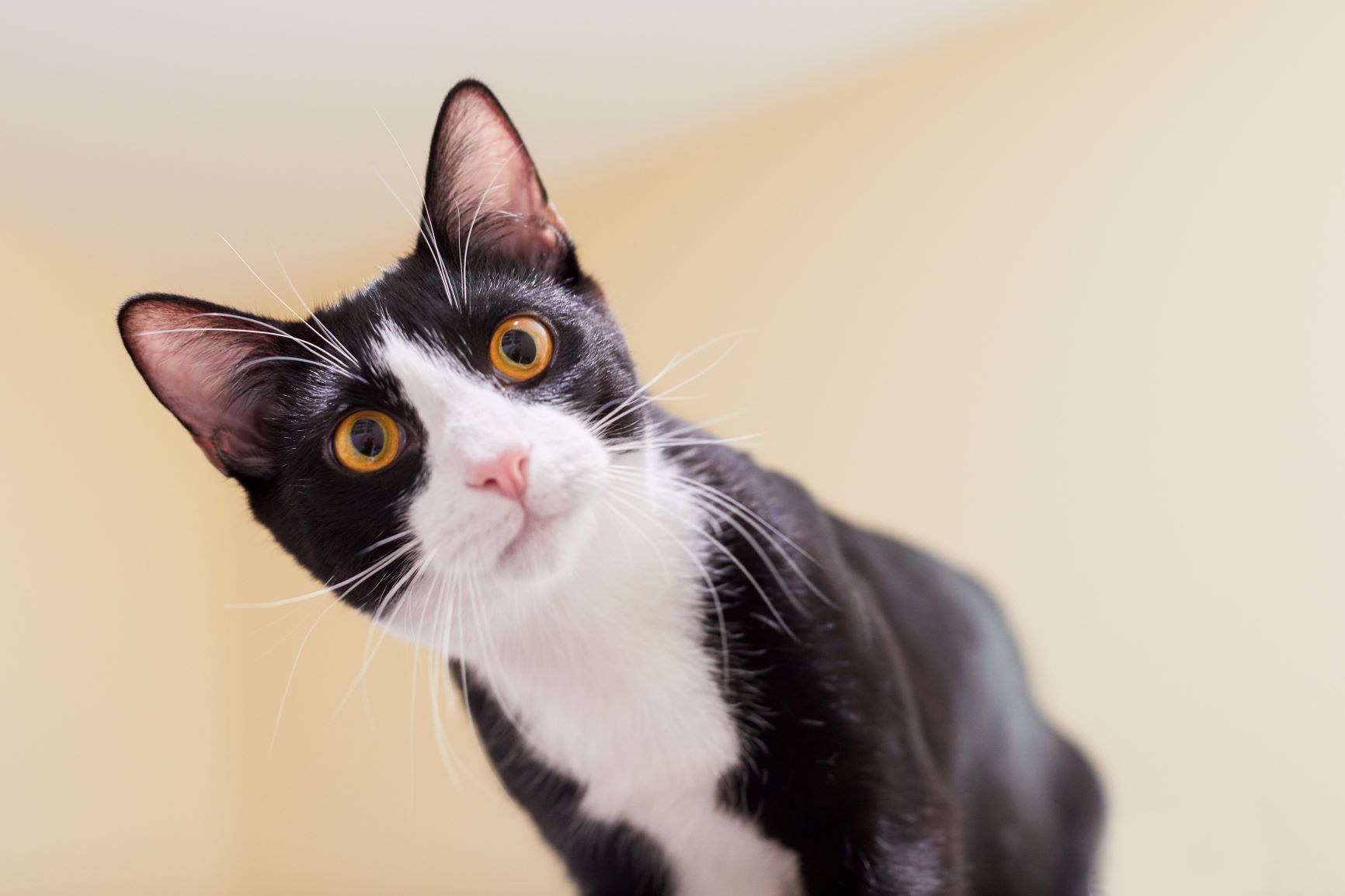 Chat noir et blanc : doù provient ce coloris rappelant un smoking ?