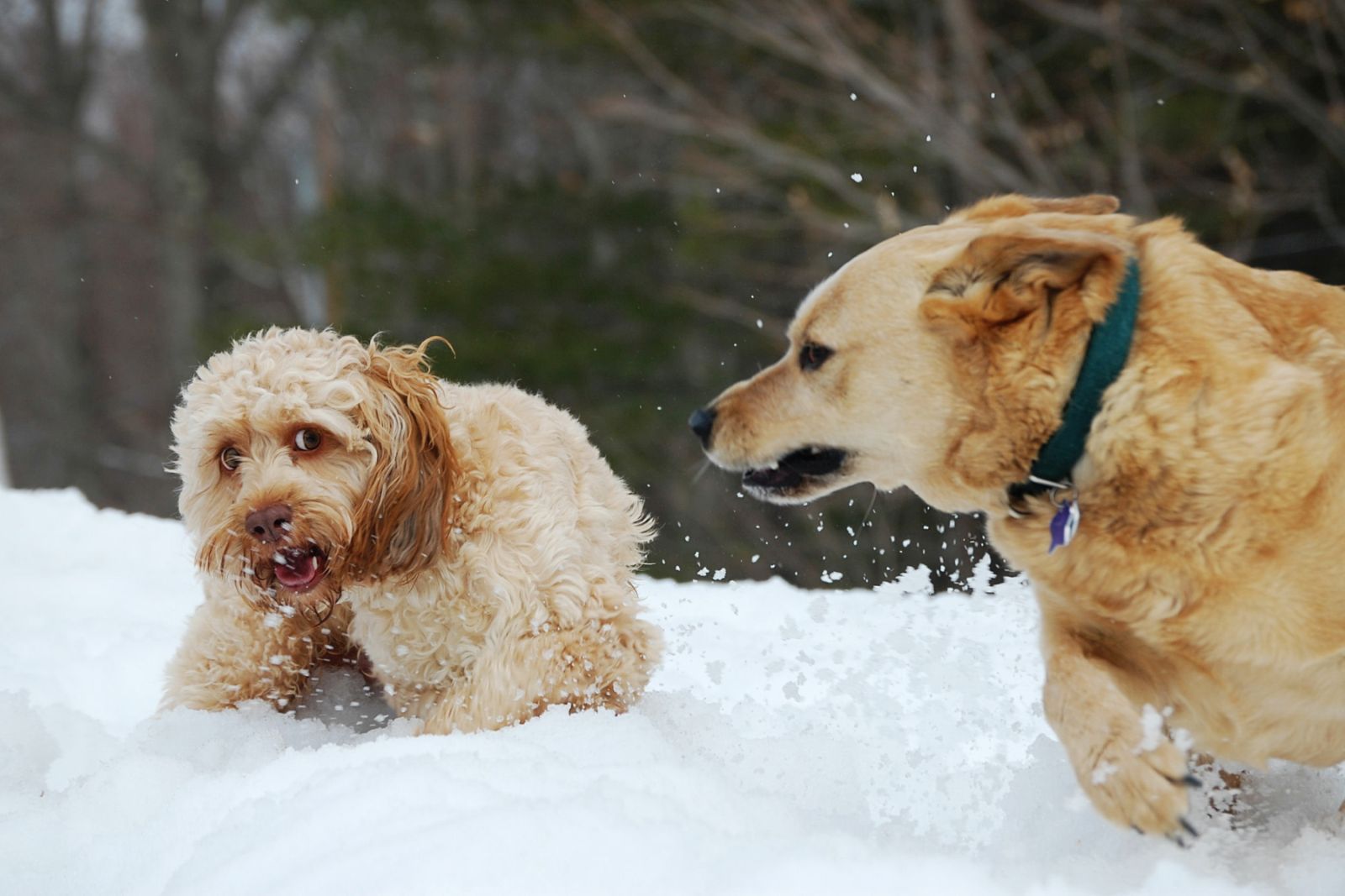 Chien méchant en raison de la cryptorchidie