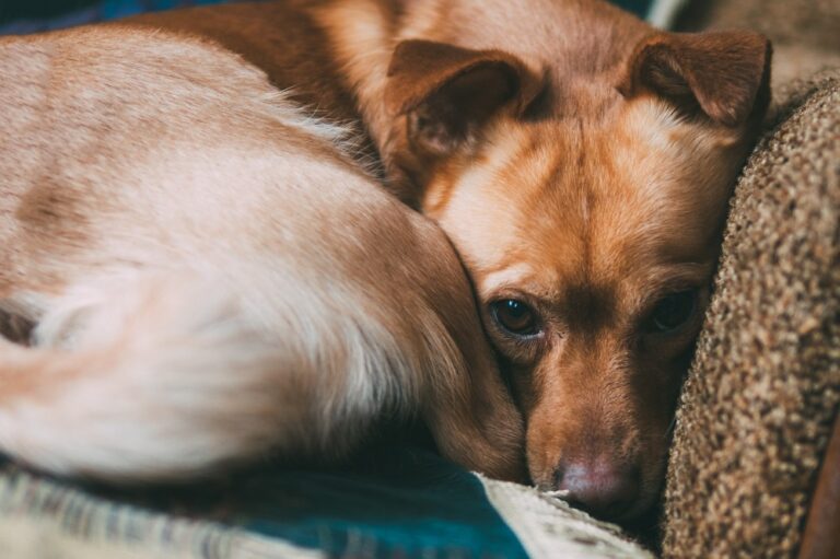 Chien mélancolique atteint de dépression